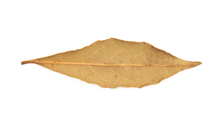 Sticker - Single dried bay leaf isolated