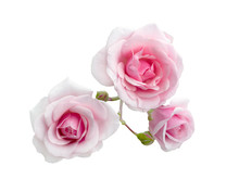 Three Beautiful Pink Roses
