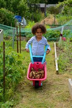 Little Girl With Pink Wheelbarrow Of Potatoes