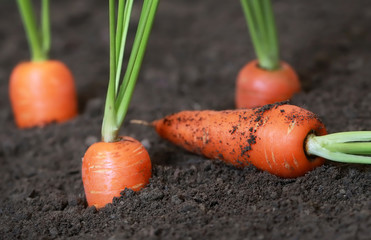 Wall Mural - Organic carrots