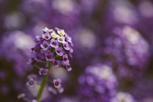 Purple Alyssum Closeup