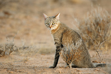 an african wild cat (felis silvestris lybica), kalahari desert, south africa.