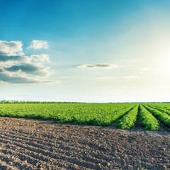 Wall Mural - deep blue sky in sunset over agriculture fields