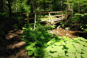 Hiking impressions in the Black Forest in Germany