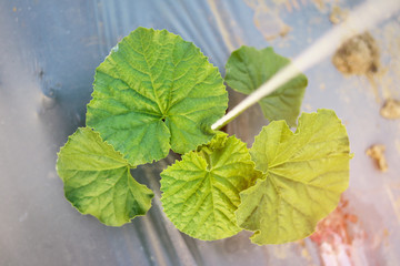 Wall Mural - top view seedling melon growing in field plant agriculture farm.