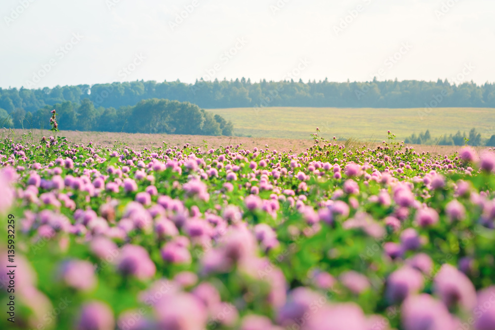 Wild meadow of pink clover flower bloom in green grass field in natural soft sunset sunlight of spring time. Summer outdoor landsccape with pastel colors of beautiful countryside nature blossom