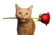 Close-up Portrait Of Ginger Cat Lover Brought Flower As A Gift In Mouth With Smile Isolated On White Background, Front View