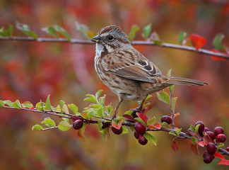 Wall Mural - a cute little sparrow or house finch sitting on a branch during fall