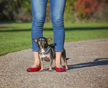 A Cute Chihuahua Standing Behind His Owner Who Is Wearing Bright Red Shoes