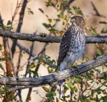 A Juvenile Coopers Hawk On A Branch Out In Nature