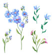 © analgin12 - Set of blue flowers and buds, forget-me-not, tweedia, stems and leaves on white background, digital draw, decorative illustration, vector, EPS 8