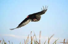American Turkey Vulture In-flight - Florida. 