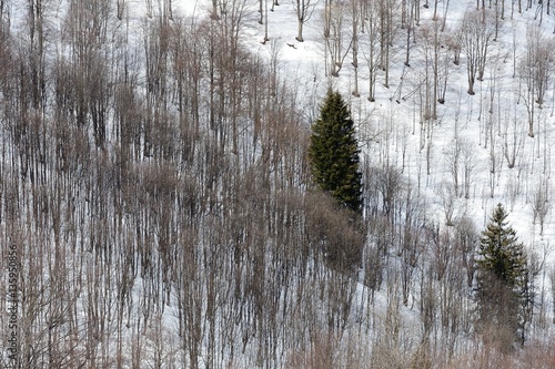 Fotografie, Obraz Trees in a snowy landscape, Artavaggio, Italy