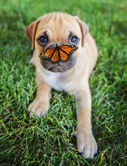 Wall Mural - a cute chihuahua pug mix puppy (chug) looking at the camera with