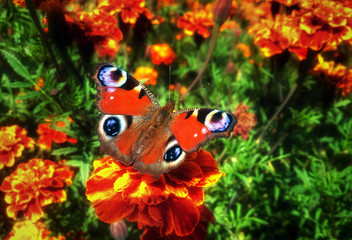  Butterfly Inachis io at the beautiful flower tagete