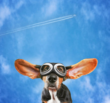 A Basset Hound Wearing Pilot Goggles With His Ears Flying Away L