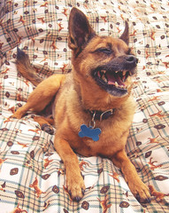 Wall Mural -  a cute chihuahua looking like he's laughing on a bed