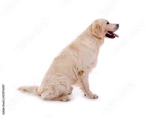 Blonder Golden Retriever Hund sitzend, seitlich StockFoto Adobe Stock