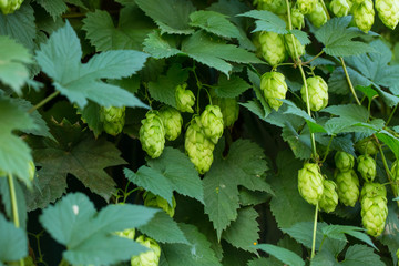 Wall Mural - Green hop cones