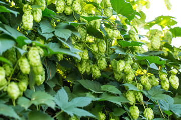 Wall Mural - Green hop cones