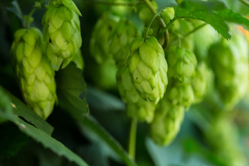 Wall Mural - Green hop cones