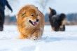 dog with others in the snow