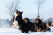 three dogs have fun in the snow