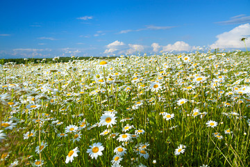 Sticker - summer rural landscape with a field and  blue sky