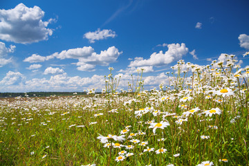 Sticker - summer rural landscape with a field and  blue sky