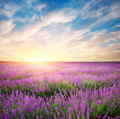 Canvas Print - Meadow of lavender.