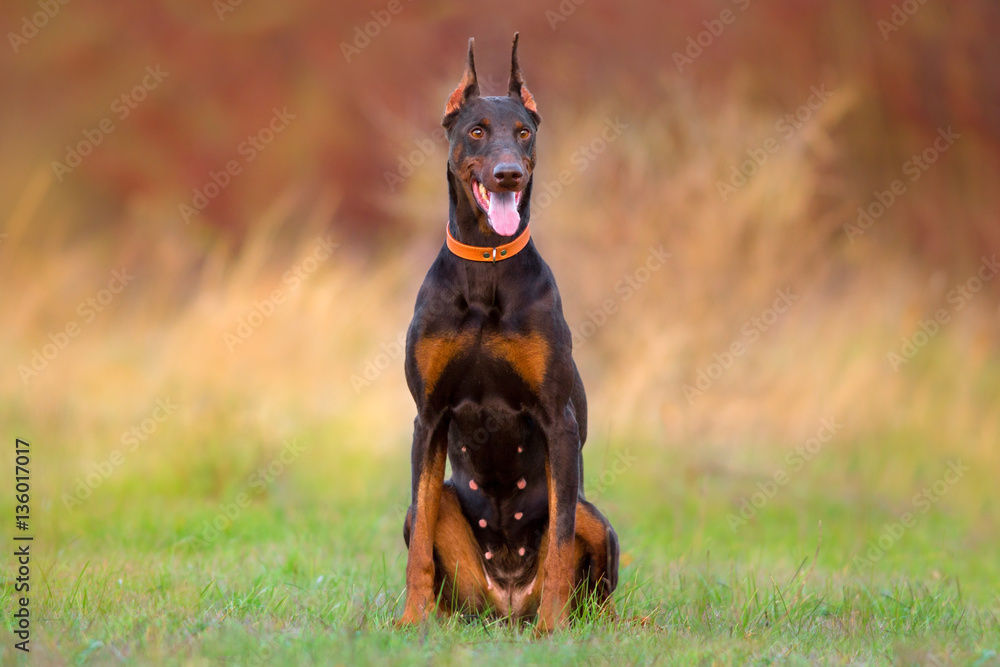 Photo Art Print Brown Doberman Sitting In Field Against