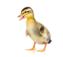 Cute Little Newborn Fluffy Duckling. One Young Duck Isolated On A White Background. Nice Small Bird.
