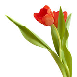 Fototapeta Perspektywa 3d - red and yellow tulip flowers