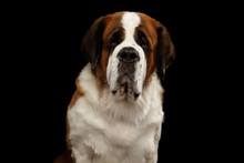 Close-up Portrait Of White Saint Bernard Dog On Isolated Black Background, Front View