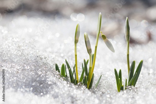 Fotografía Blooming snowdrops flowers in early spring snowy forest