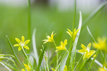 Small Yellow Flowers Blooming In Grass Field. Gagea Lutea Yellow Star Of Bethlehem Spring Flowers In The Lily Family. Perennial Herb, First Plant In Broad-leaved Forests. Soft Focus Photo