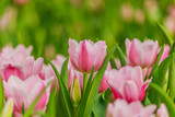 Fototapeta Tulipany - Beautiful  pink tulips blooming in the garden