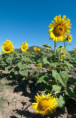 Wall Mural - Sunflowers Meadow in Tuscany