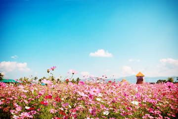 Wall Mural - landscape nature background of beautiful pink and red cosmos flower field with blue sky.