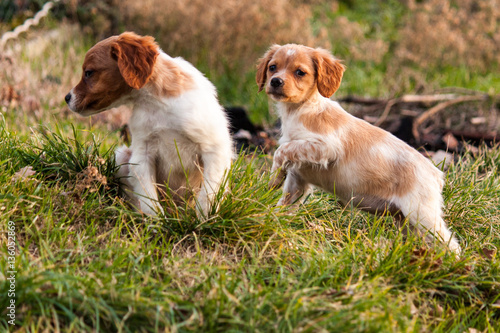 epagneul breton puppies for sale