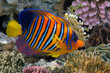 Regal angelfish in the Red Sea