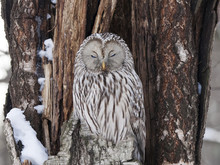 Ural Owl Sitting On Cracked Tree