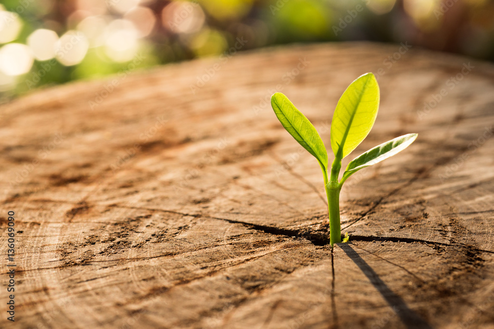 New Life concept with seedling growing sprout (tree).business de