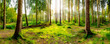 canvas print picture - Wald Panorama bei Sonnenaufgang