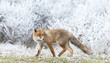 © Menno Schaefer - Red fox in wintertime