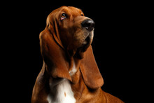 Portrait Of Pitiful Basset Hound Dog Looking Up On Isolated Black Background, Front View