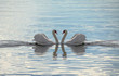 © Jove - Swans Making A Heart - Love Swans