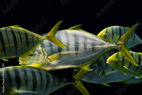 Valokuva Natural background. Flock Golden Trevally fish.