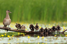 The Mallard Or Wild Duck (Anas Platyrhynchos) Duck With Young On Branch Lying In Water