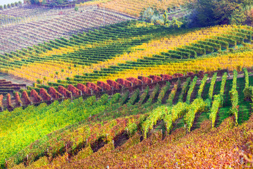 Sticker - Beautiful autumn vineyards of Piemonte - famous vine region of Italy